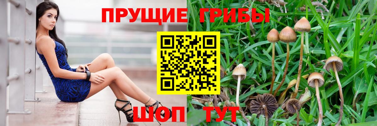 Псилоцибиновые грибы Psilocybe  Вход с VPN  Верхняя Пышма  Галлюциногенные грибы мицелий 
